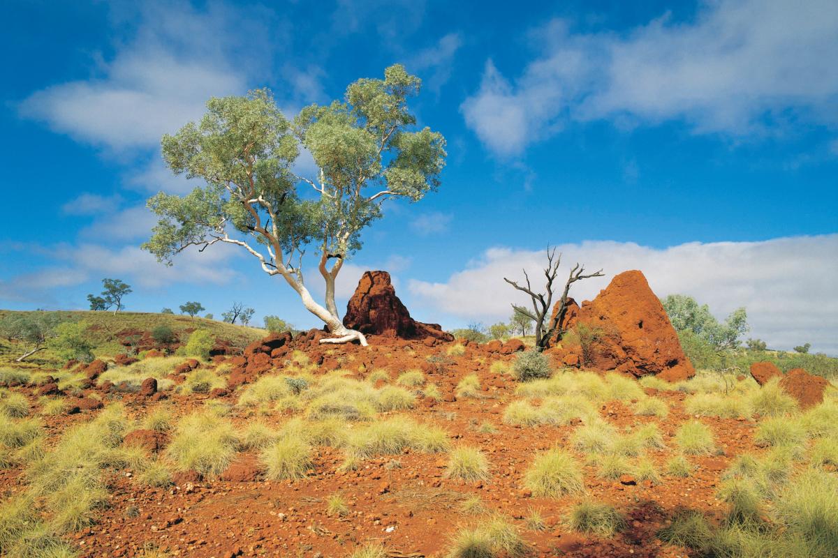 a twisted white gum tree on the way up the hill surrounded by spinifex and cloudy blue sky