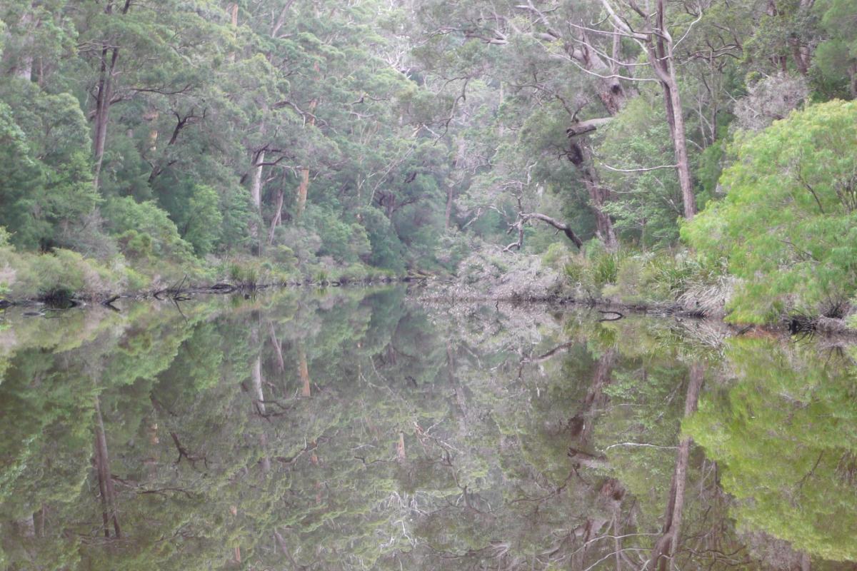 still waters of the river surrounded by forest