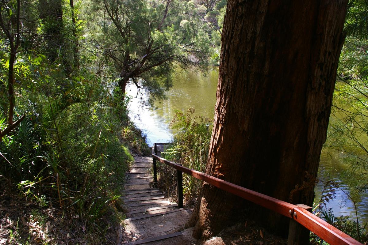 staircase going down to the river surrounded by forest