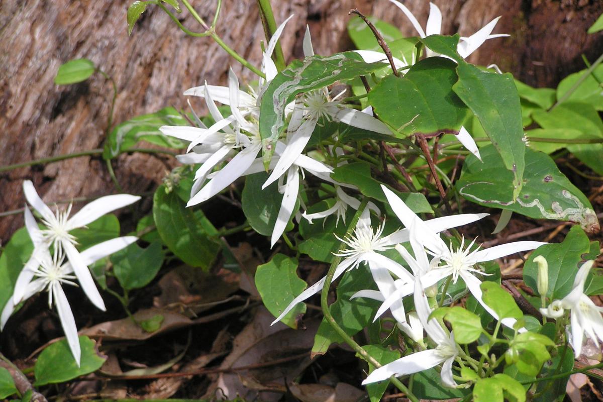 White clematis blooms on glossy green leaves 