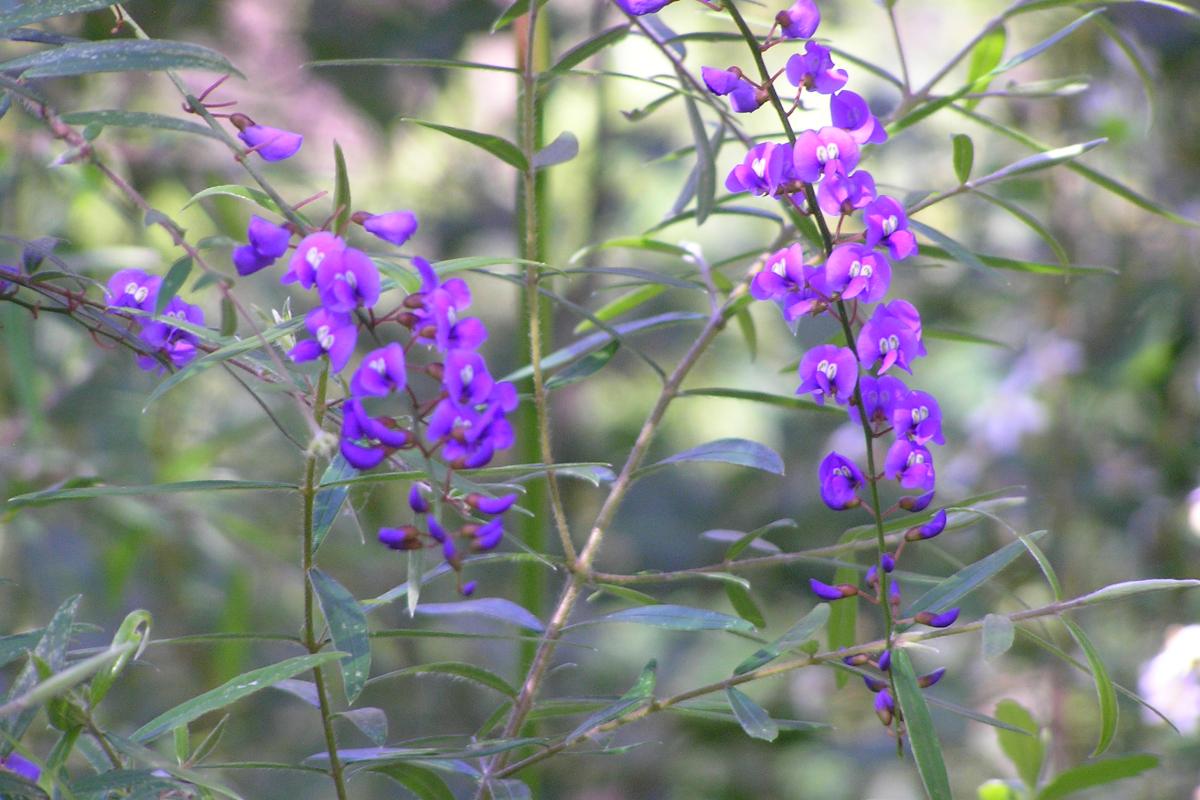 purple flowers on a hovea vine 