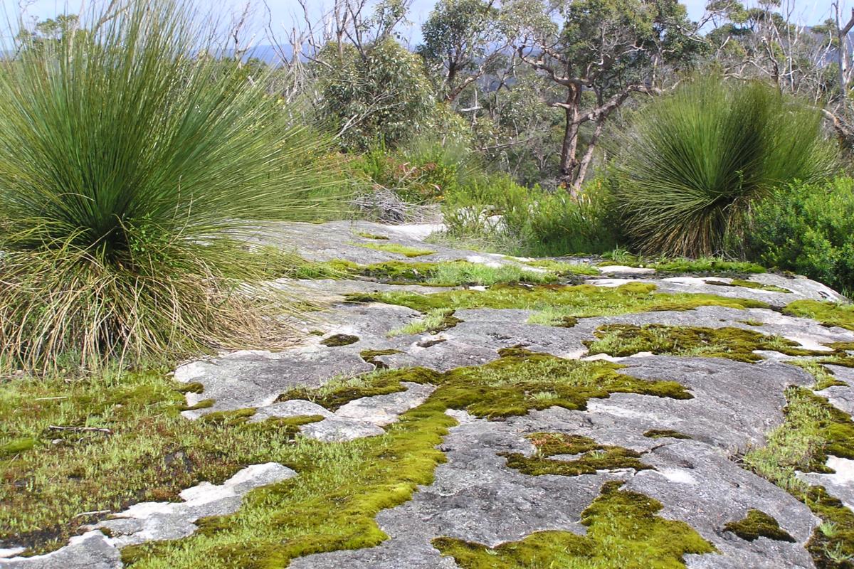 moss on granite slabs with balga bush and shrubs in the background
