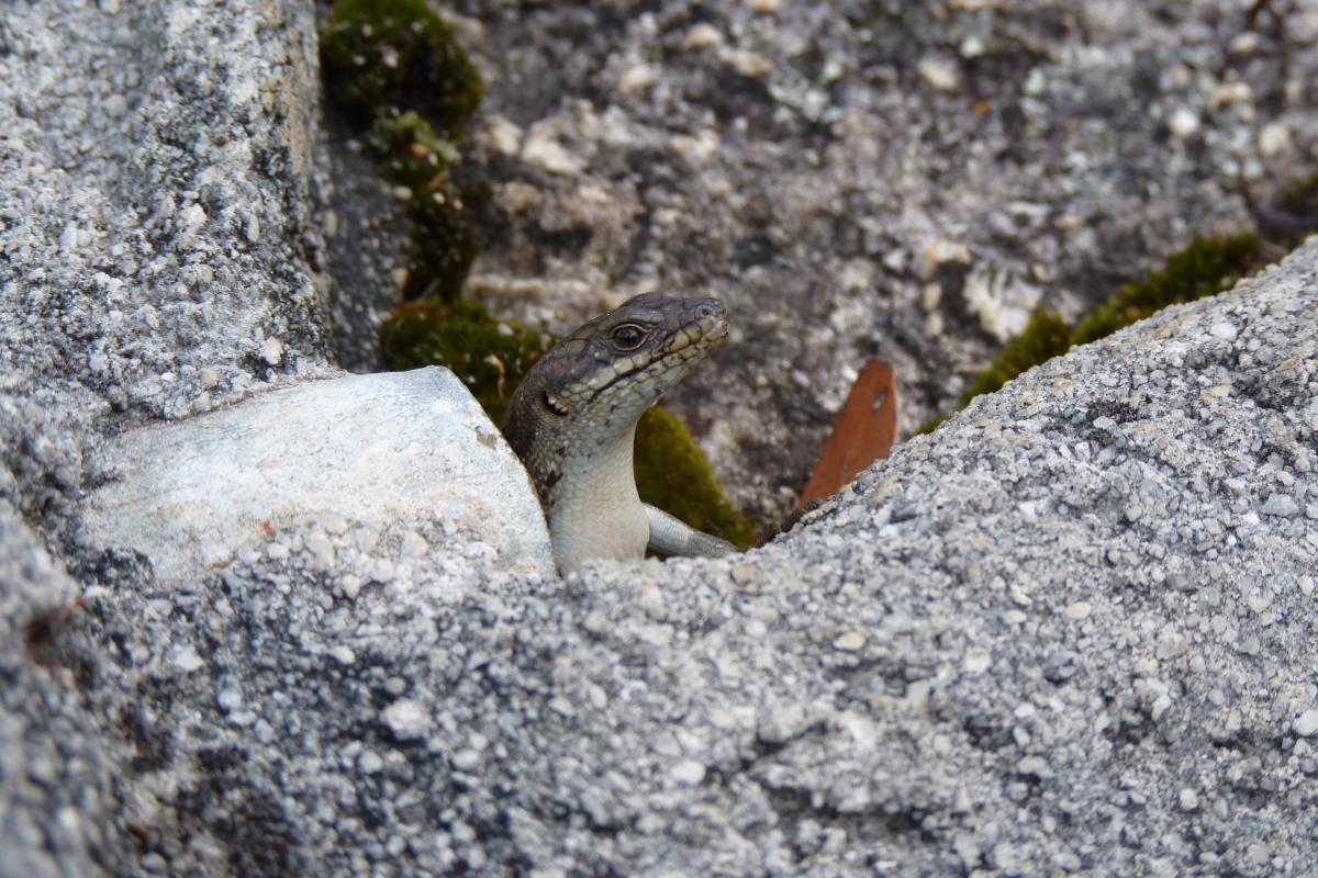 a lizard hiding in the cracks of granite rock