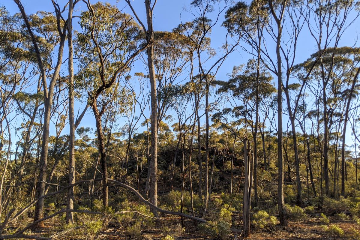 Trees on Mount Matilda