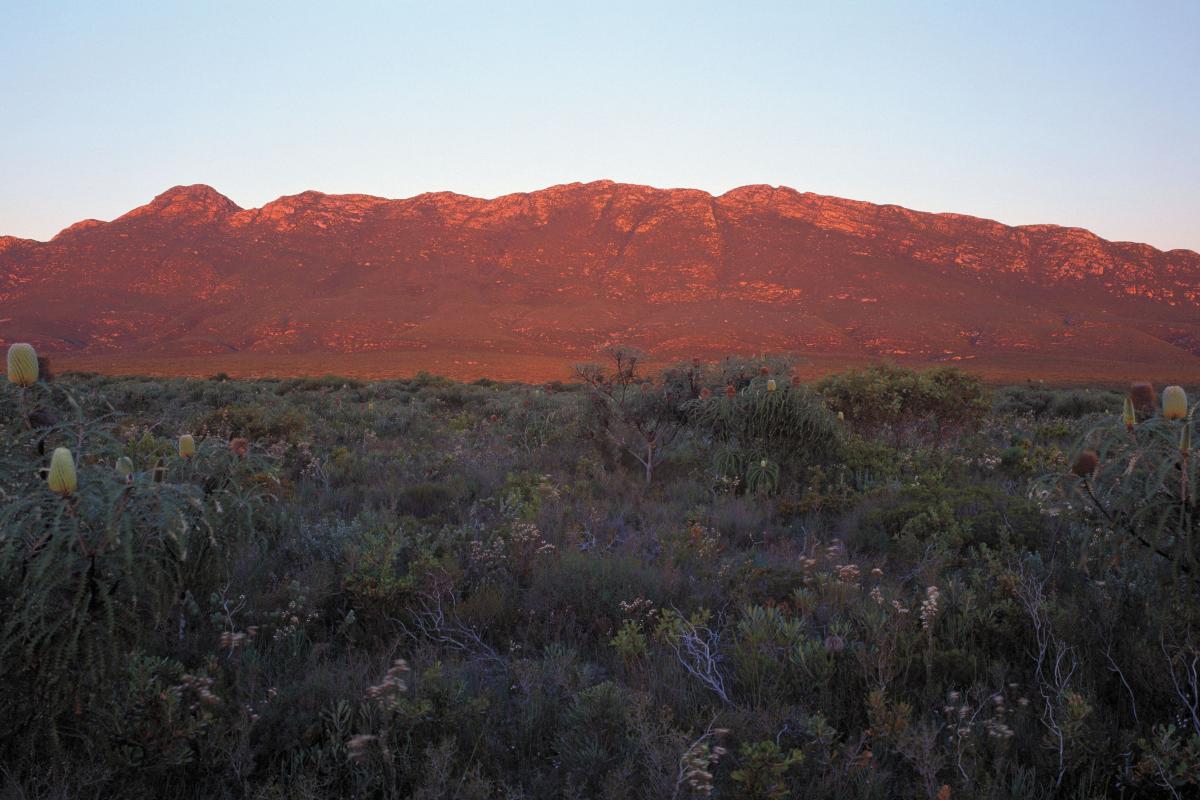 Mount Ragged in the distance in Cape Arid National Park. views of mount ragged from within the park