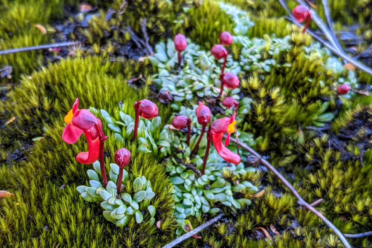 Wildflowers on Mount Trio Wildflowers on Mount Trio