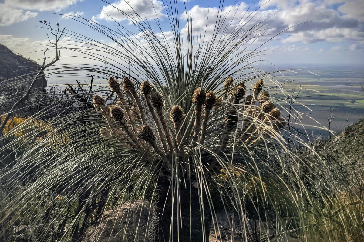 balga on the slopes of Mount Trio