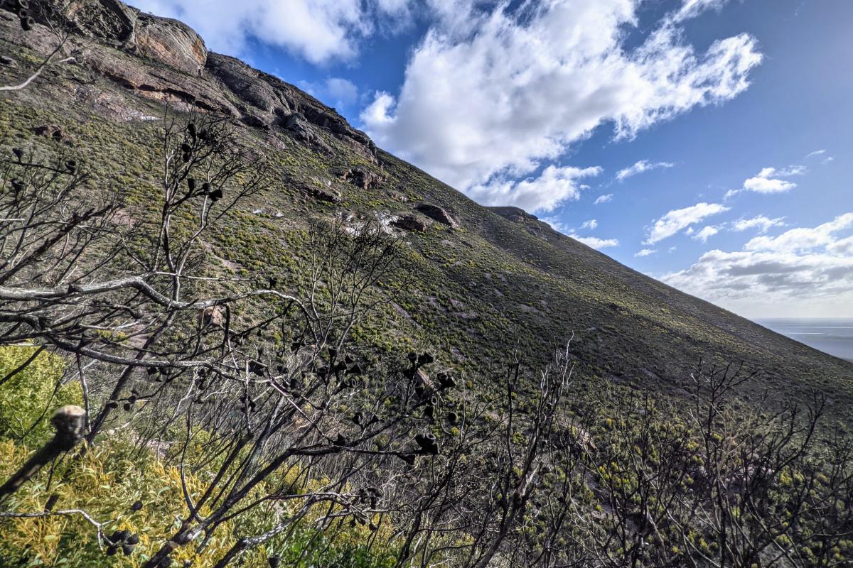 Mount Trio, recovering from a bushfire Mount Trio, recovering from a bushfire