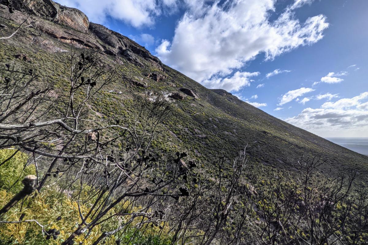 Mount Trio, recovering from a bushfire