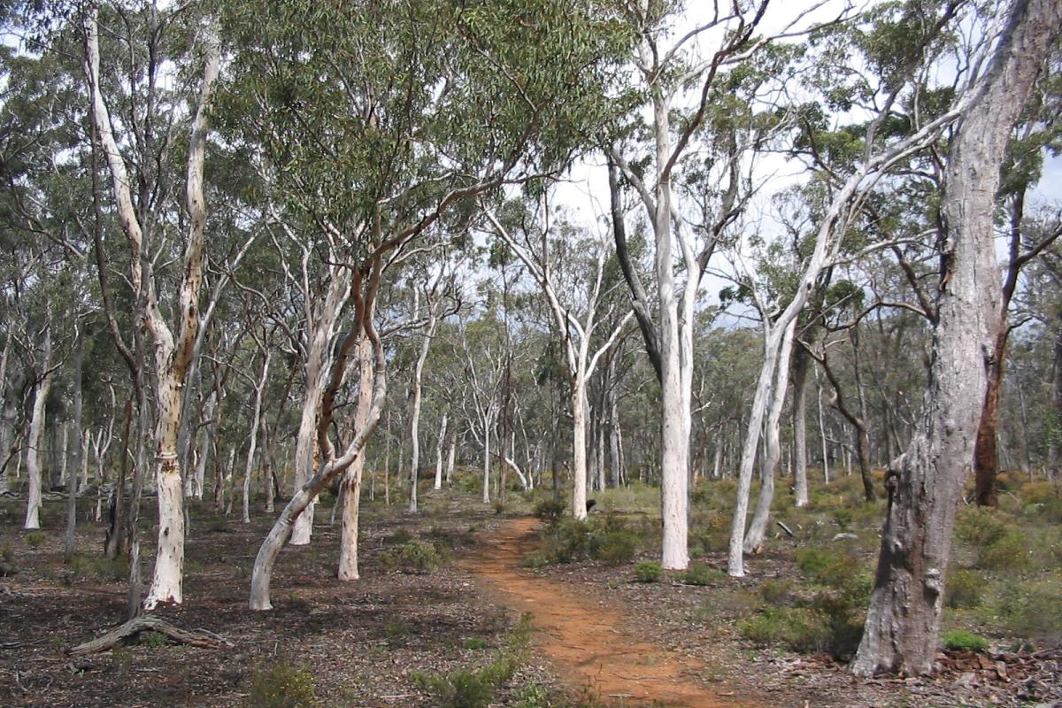 grave trail through white trunked trees