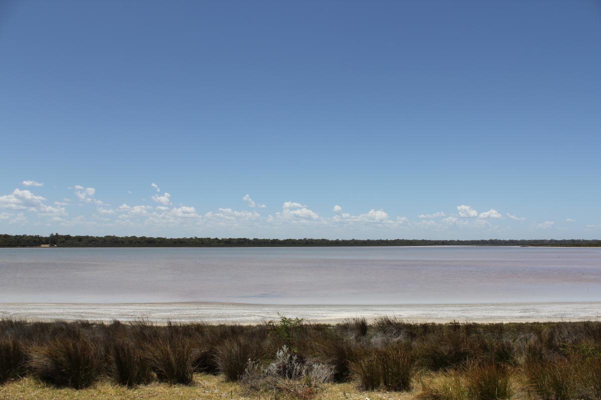 vegetation in front of lake preston at the old ski club