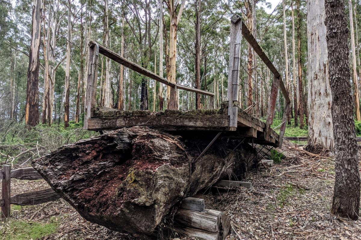 The historic remains of the old One Tree Bridge The historic remains of the old One Tree Bridge