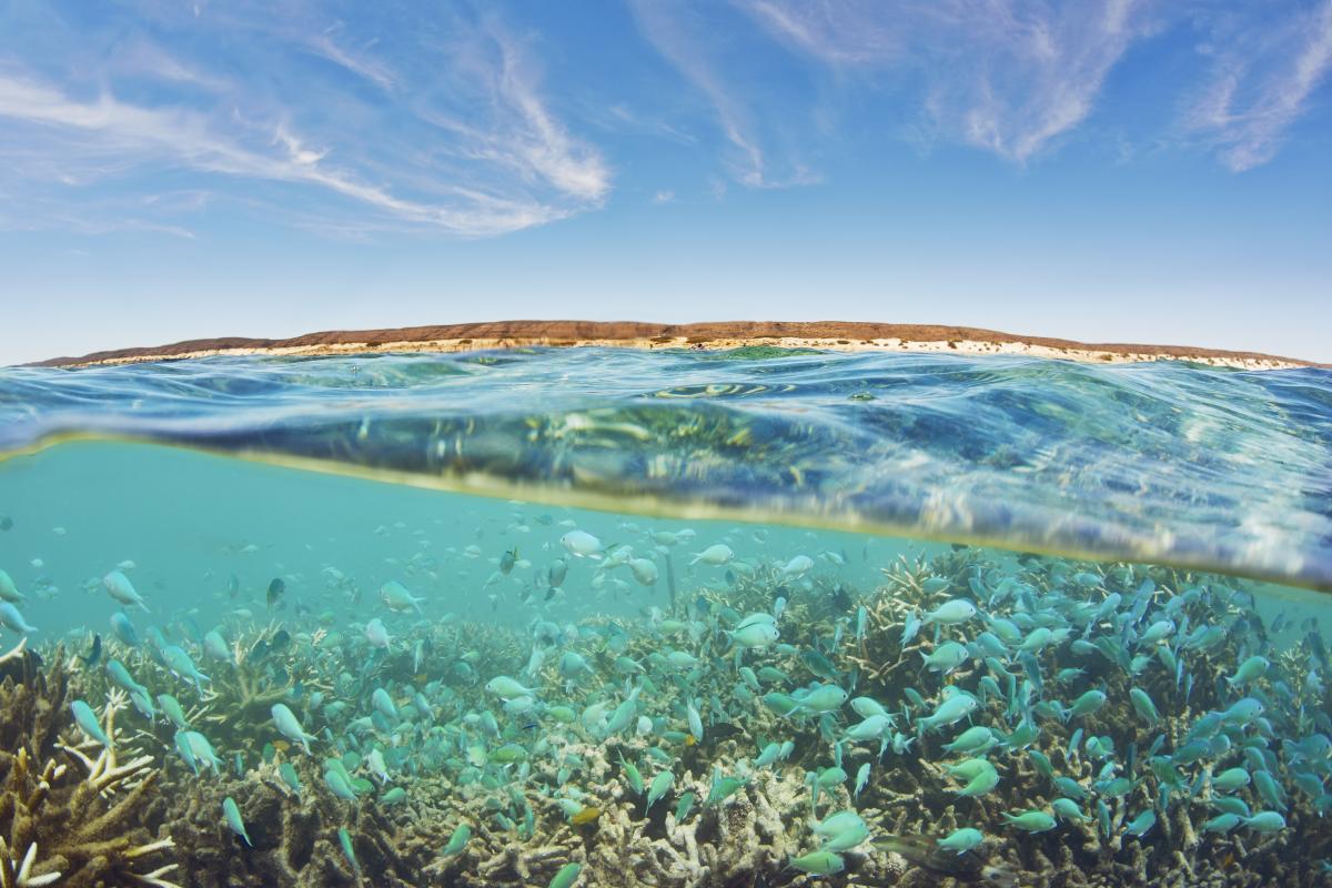 View underwater looking back at shore of small fish swimming around coral