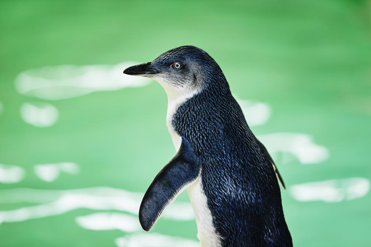 Close up photo of little penguin with black and white feathers