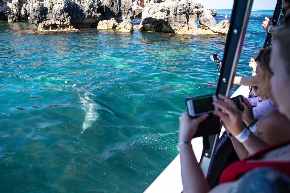 People on boat watching a dolphin