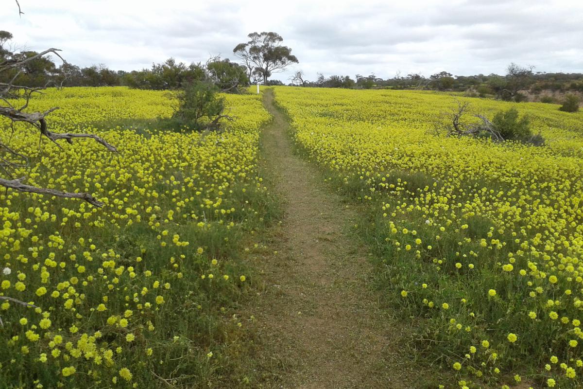 trail through areas of wildflowers with a gum tree on the horizon