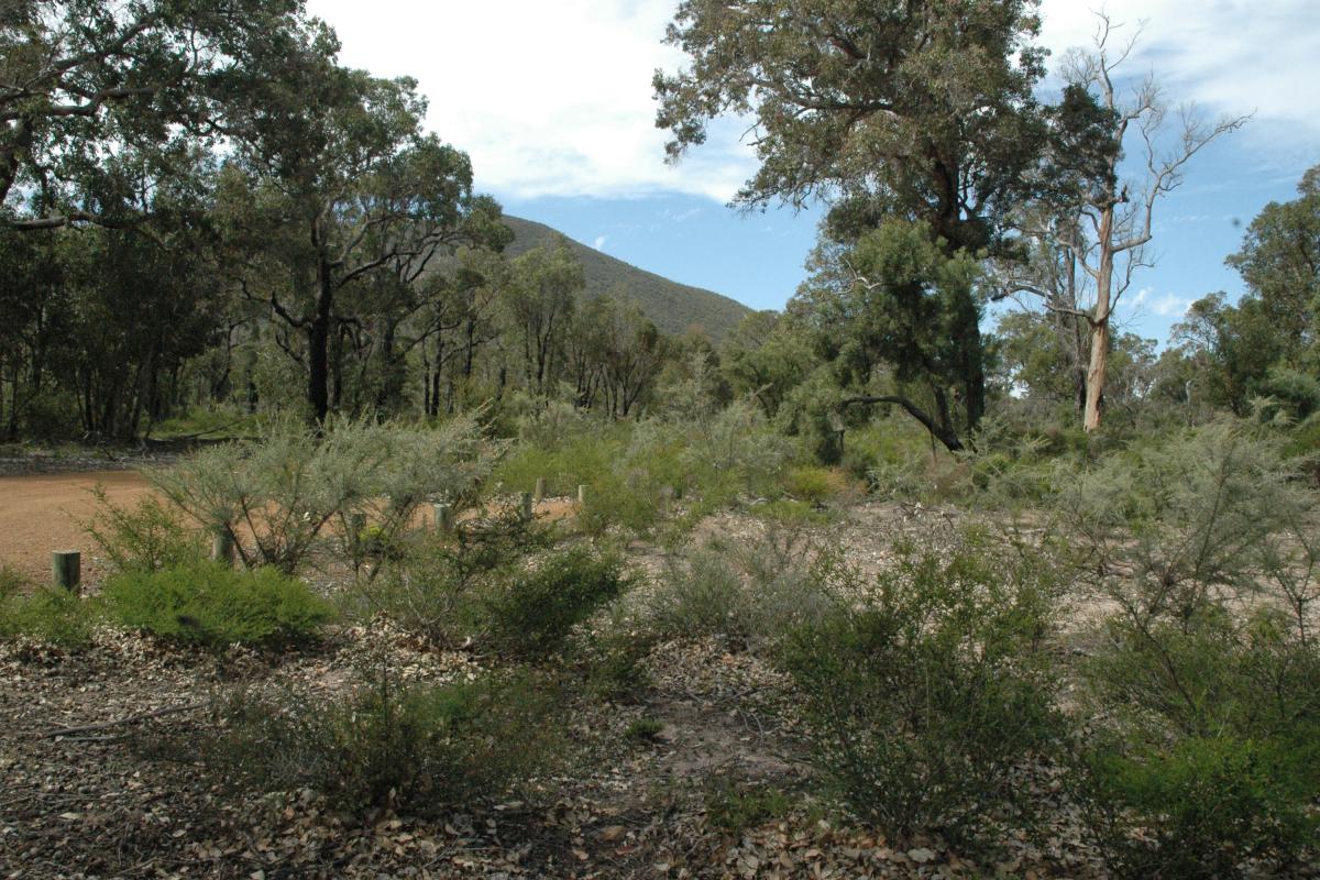 Beautiful native vegetation with walking trail