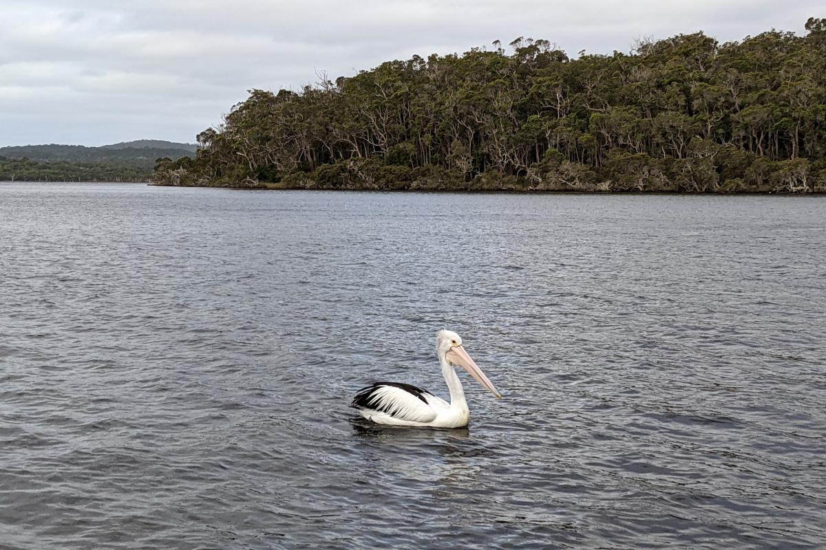 A pelican on the water in the channel between Walpole Inlet and Nornalup Inlet with the forest of The Knoll in the background