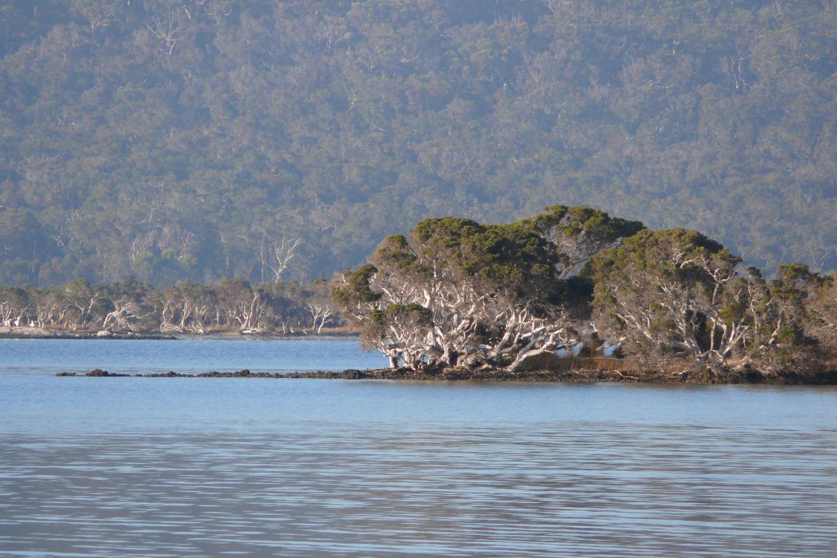 view on the inlet with tall forests down to the waters edge