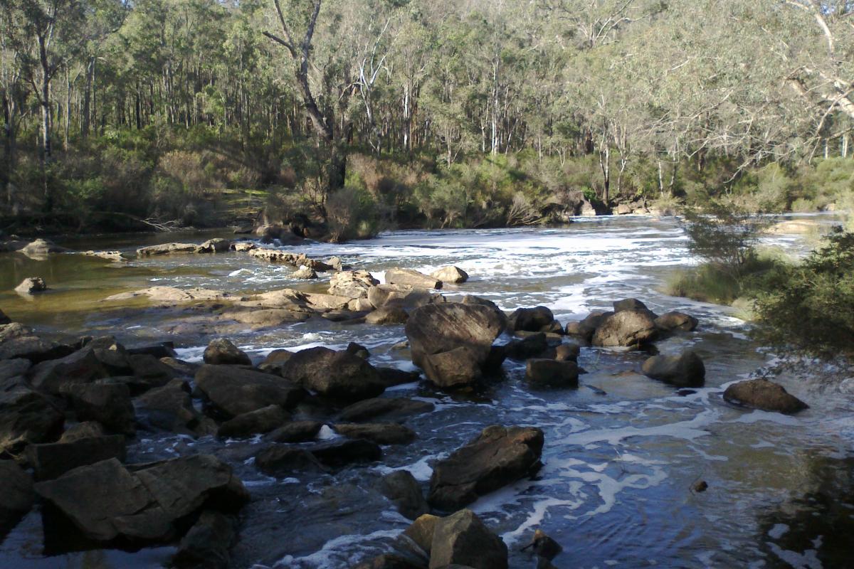 water flowing through a rocky section with forest in the background