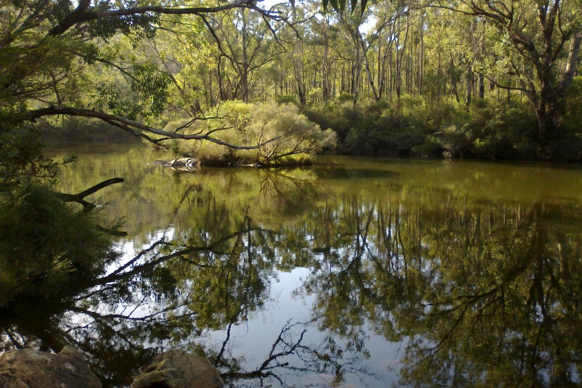 reflections on scarp pool with forest in the background