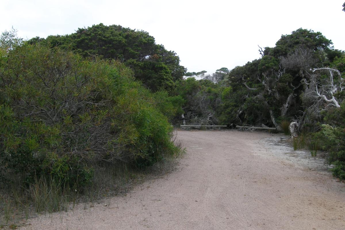 Spacious campsite surrounded by coastal trees