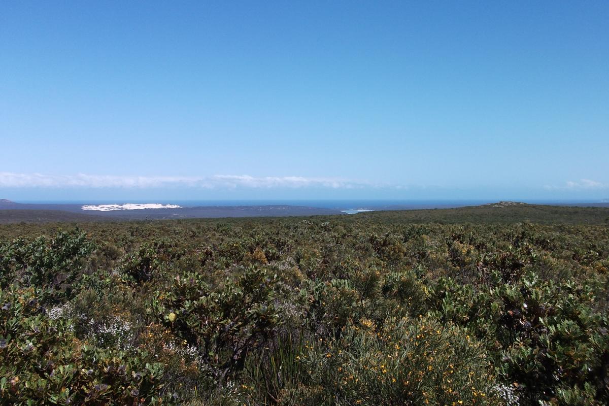 Sepulcralis Hill in Fitzgerald River National Park dense bushland with big blue skies near sepulcralis hill