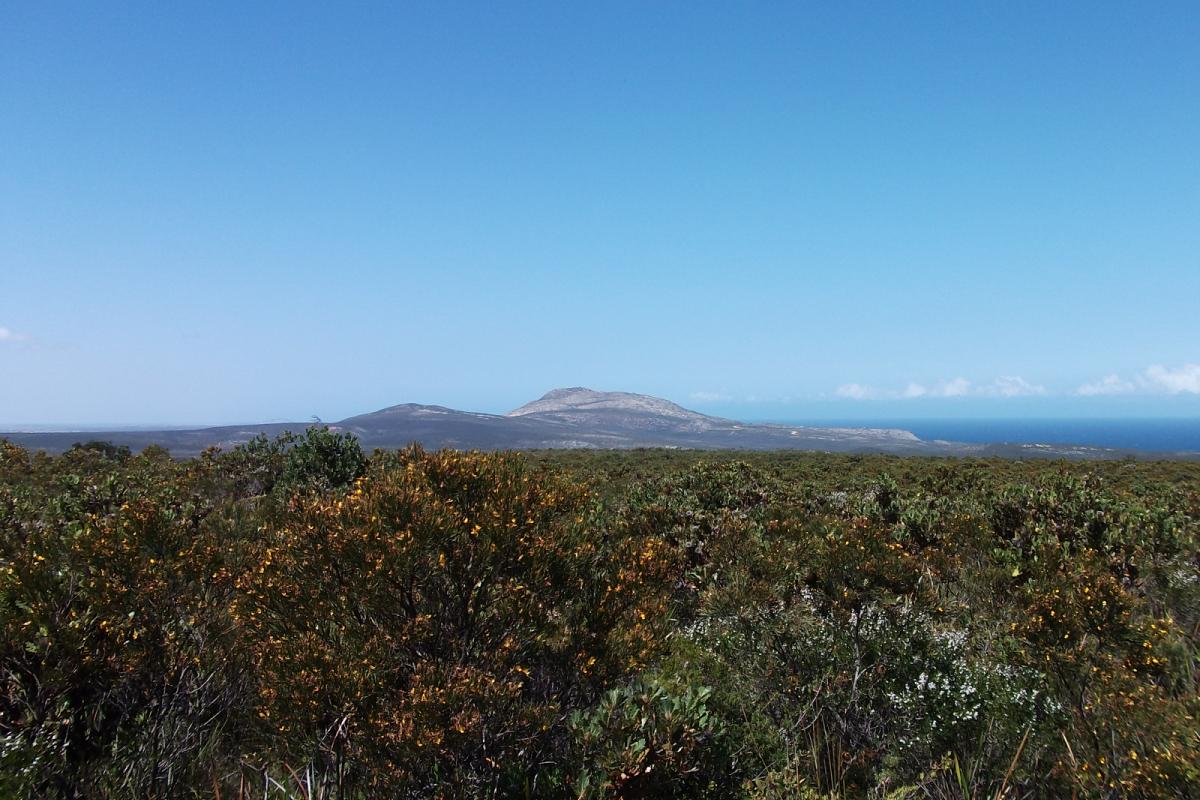 views over dense bushland with hills in the background