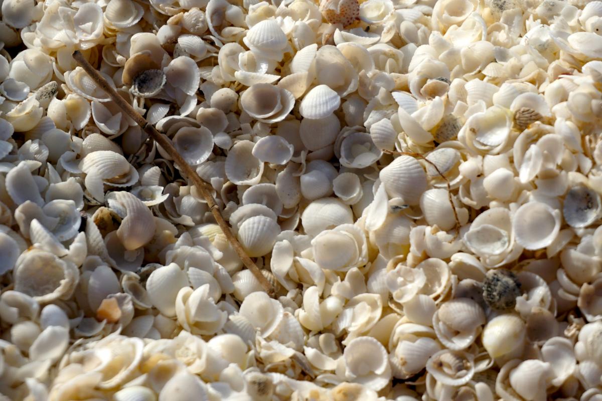 tiny shells cover the beach