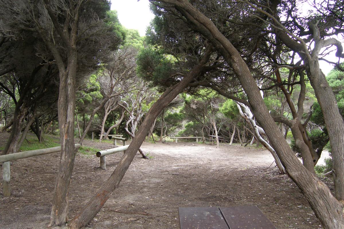 Shaded campsite with picnic table