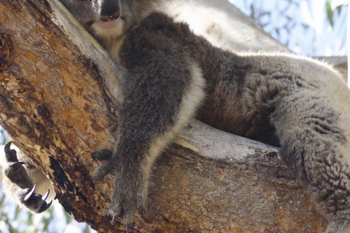 Koala sleeping high in the tree at Yanchep National Park