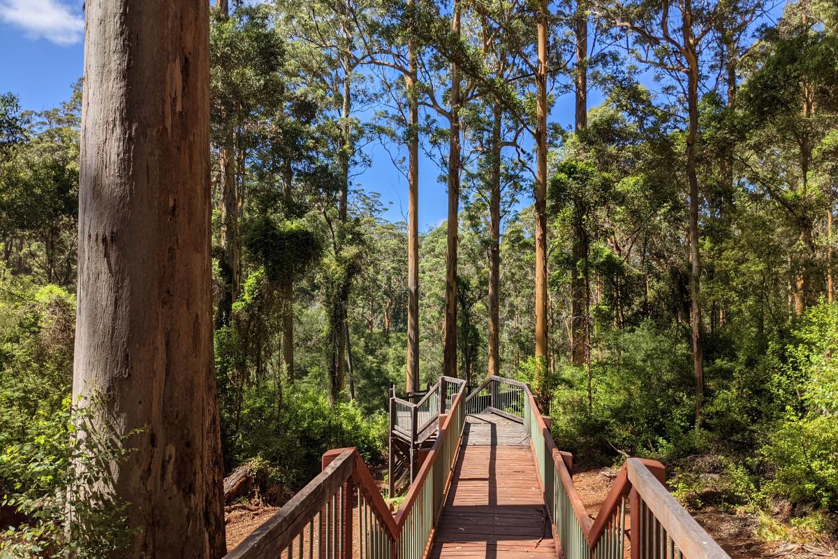Wooden boardwalk with steps down to Snake Gully Lookout Wooden boardwalk with steps down to Snake Gully Lookout and tall Karri trees