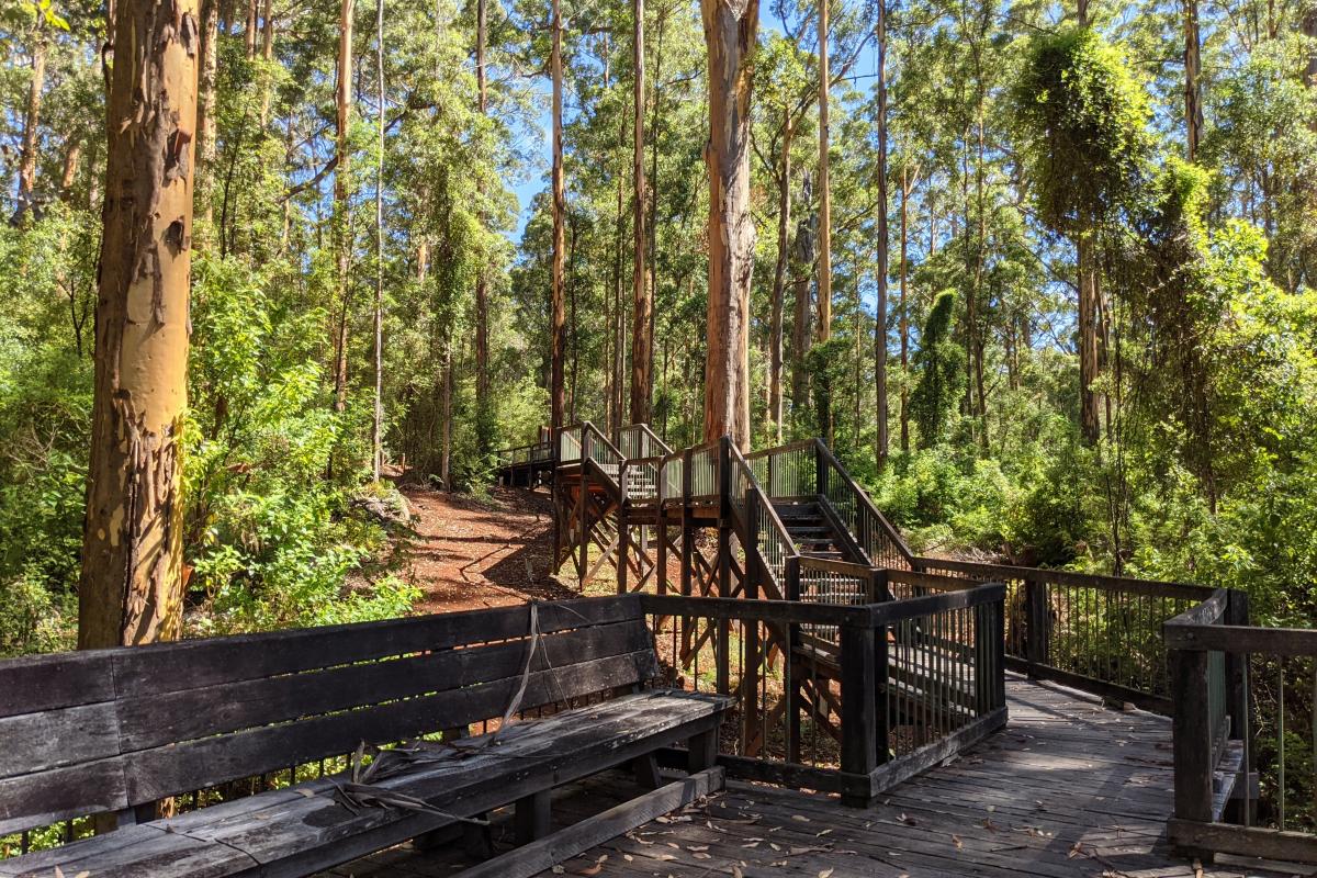 Wooden lookout structure in the Karri forest
