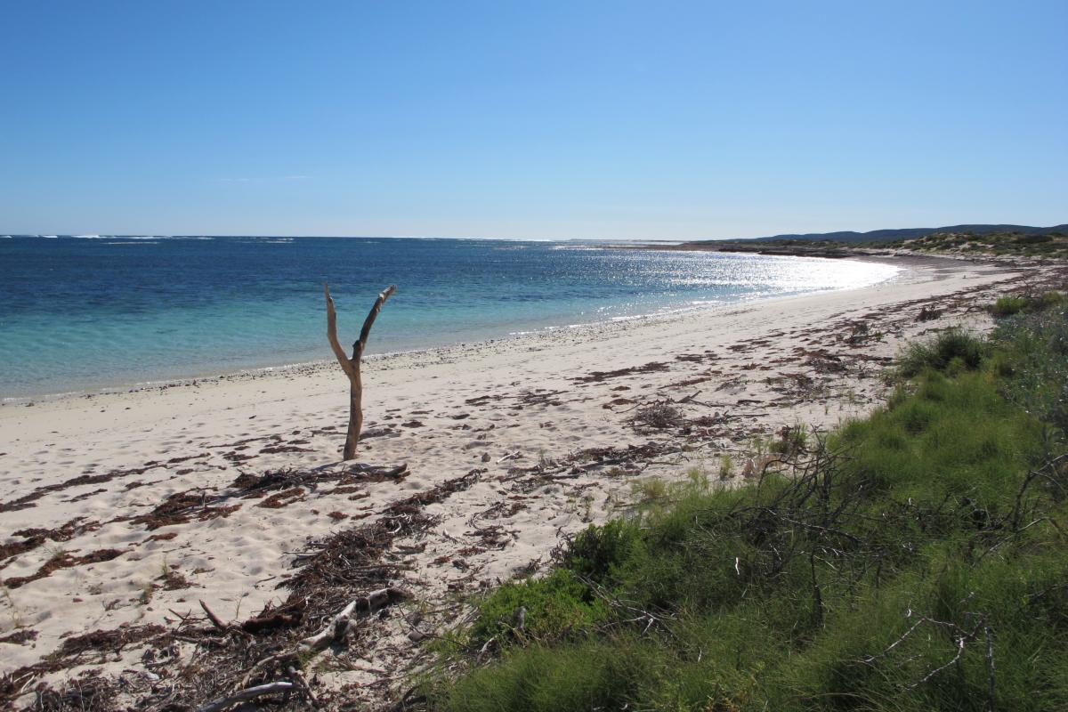 Clear blue ocean with white sandy beach and small green shrub