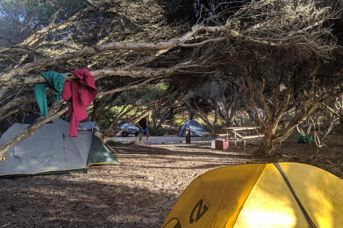 Tents in a campsite with under paperbark trees at St Mary Inlet Campground