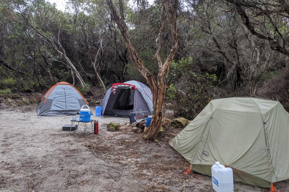 3 tents on white sand under paperbark trees at St Mary Inlet Campground