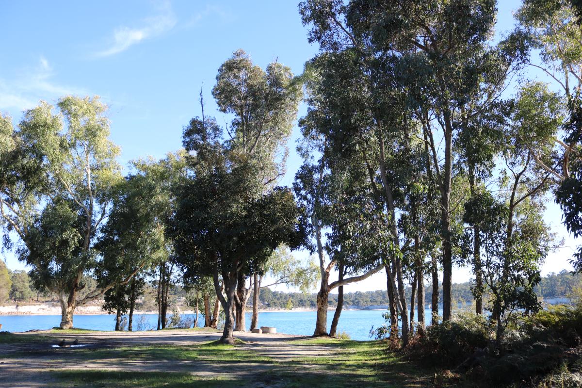 lake visible through the trees