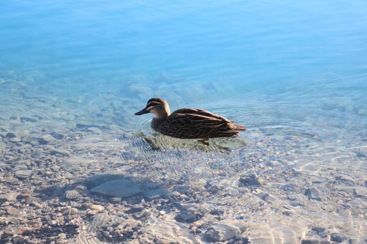 duck swimming on the clear water of the lake