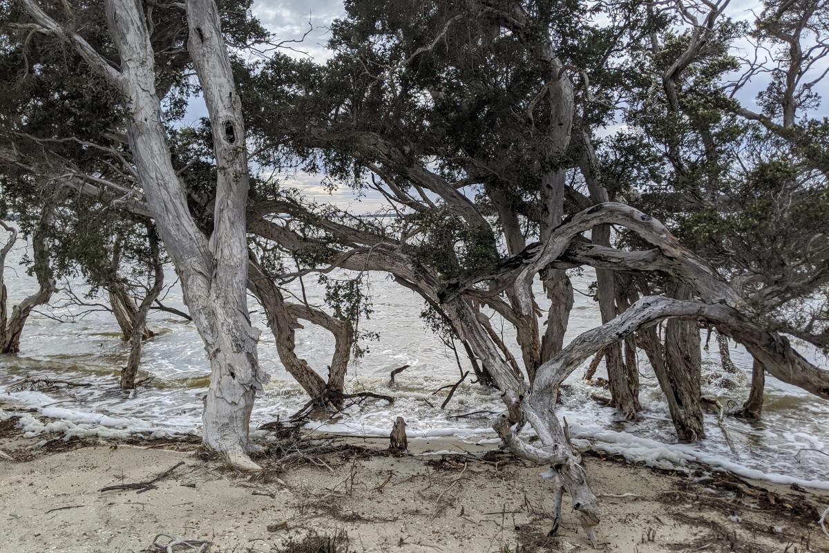 The white sandy shoreline of Stokes Inlet with a tangle of paperbark trees growing on the water's edge