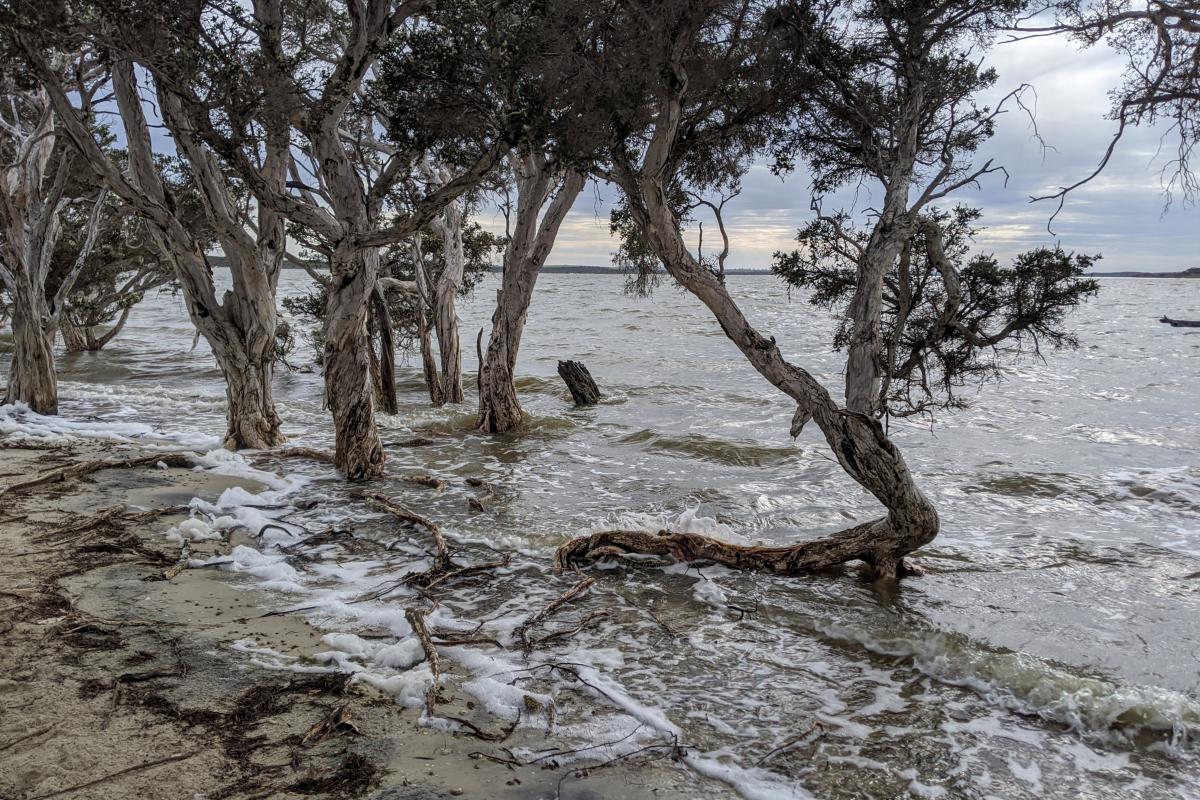 Salt water paperbark trees along the shoreline of Stokes Inlet