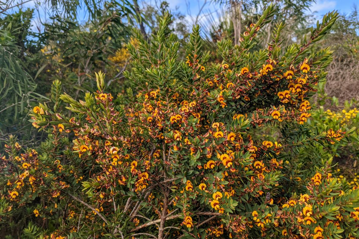 October wildflowers at Stony Hill