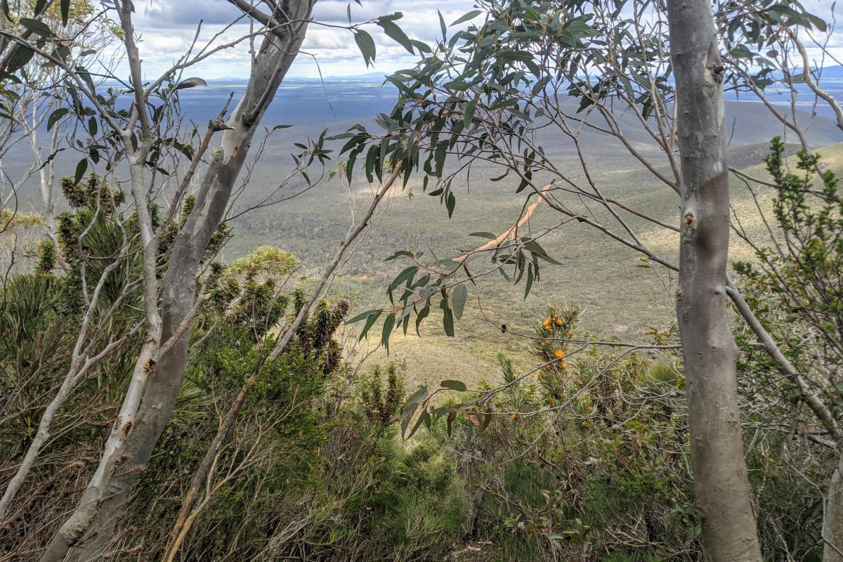Views through the trees from the slopes of Mount Talyuberlup