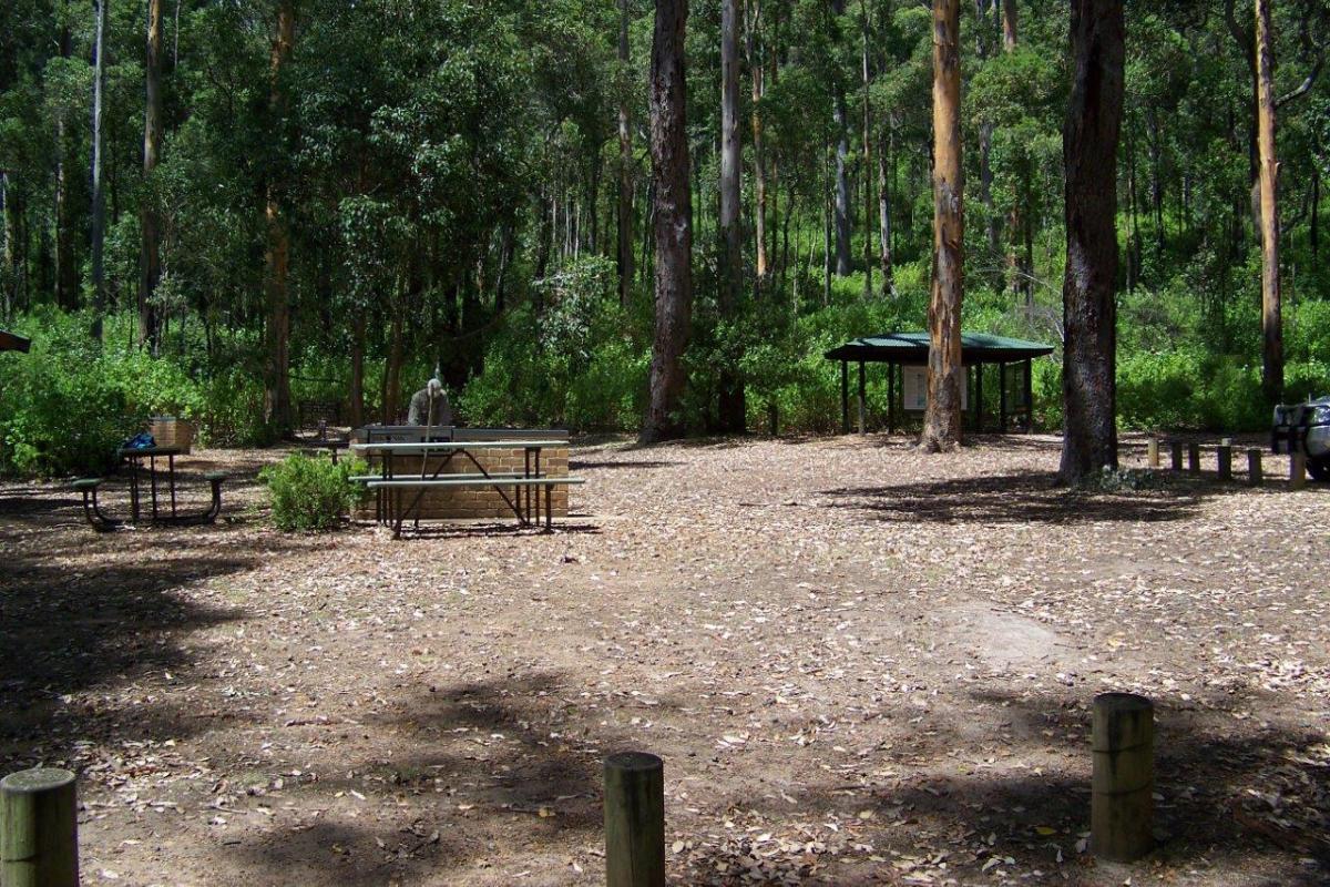 Tree in the rock picnic area person cleaning the bbq in the picnic area clearing with forest in the background