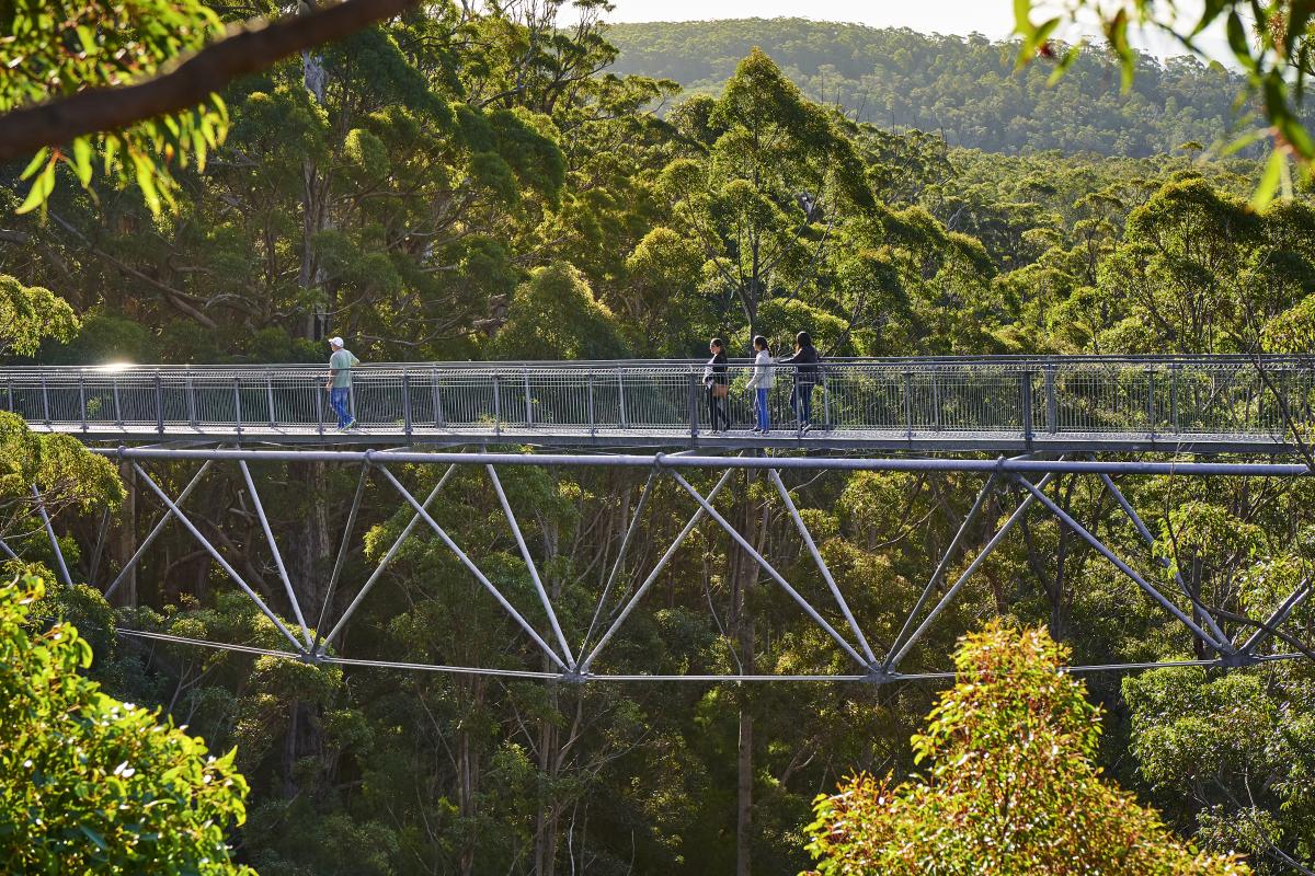 people walking in the tree tops on metal spans high off the ground