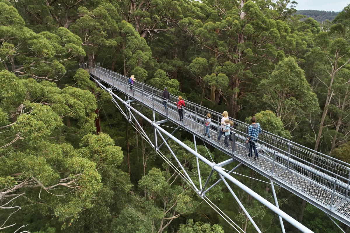 view of people on the tree top walk from a drone high above the green tree canopies of tingle forest