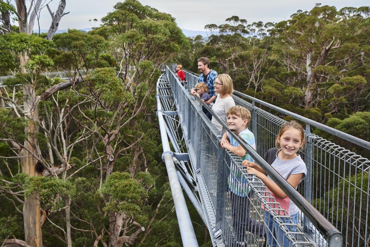children on the tree top walk in the canopies of the trees