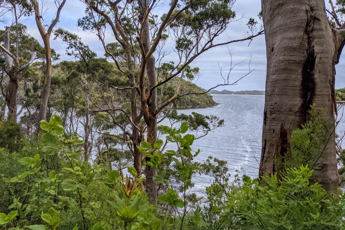Forests on the shores of the Walpole and Nornalup Inlets Marine Park