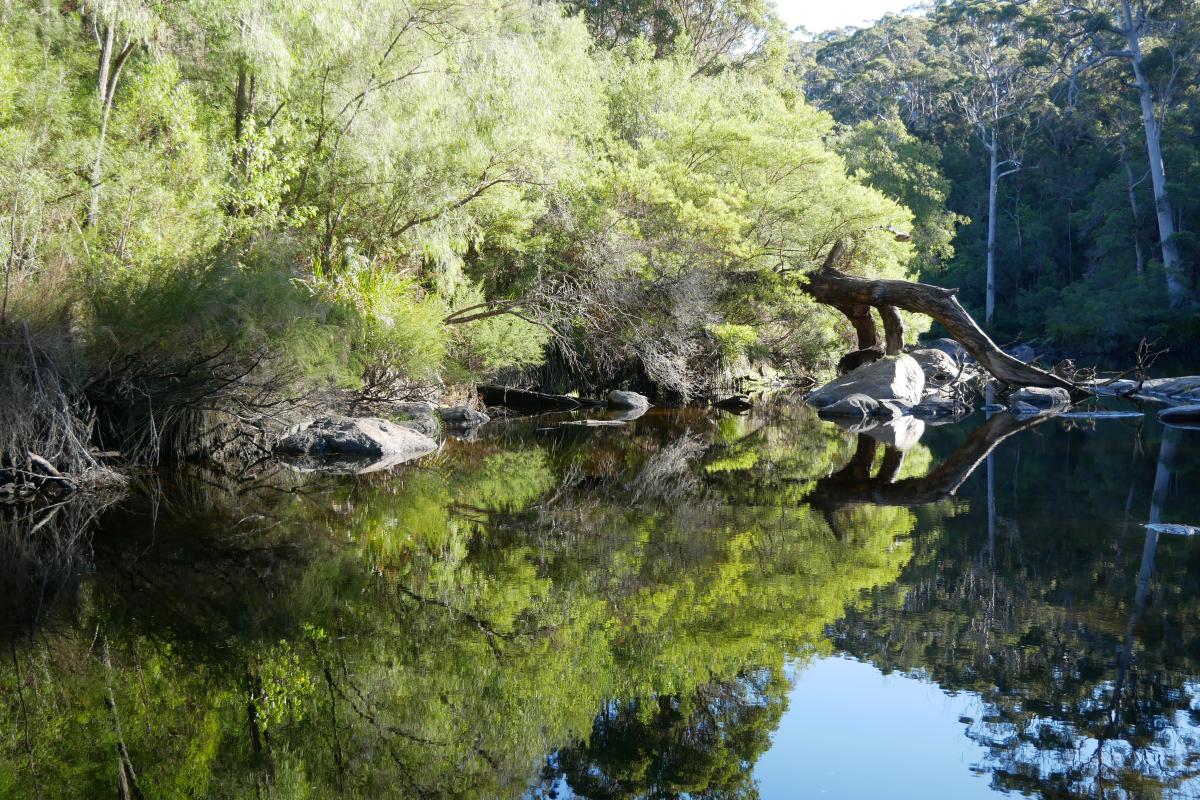 tranquil river with green foliage and forest in the background