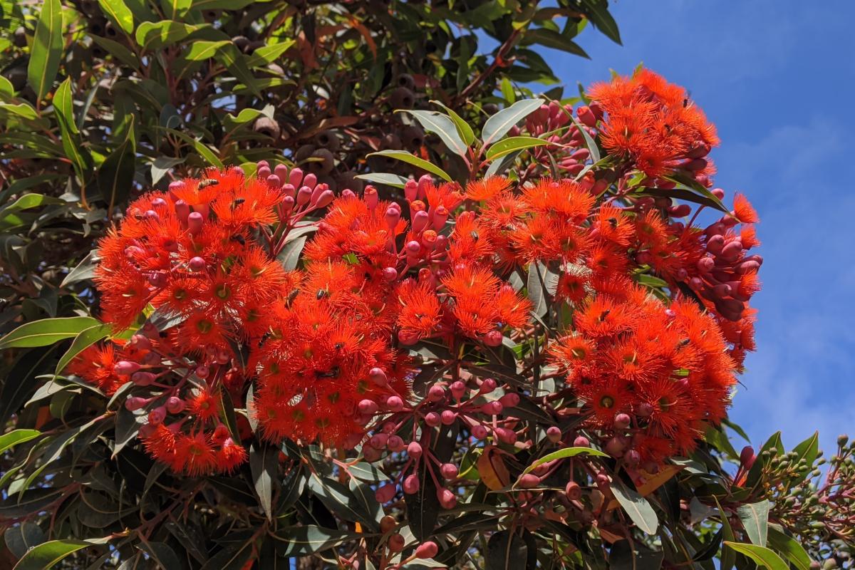 red flowering gum near peaceful bay