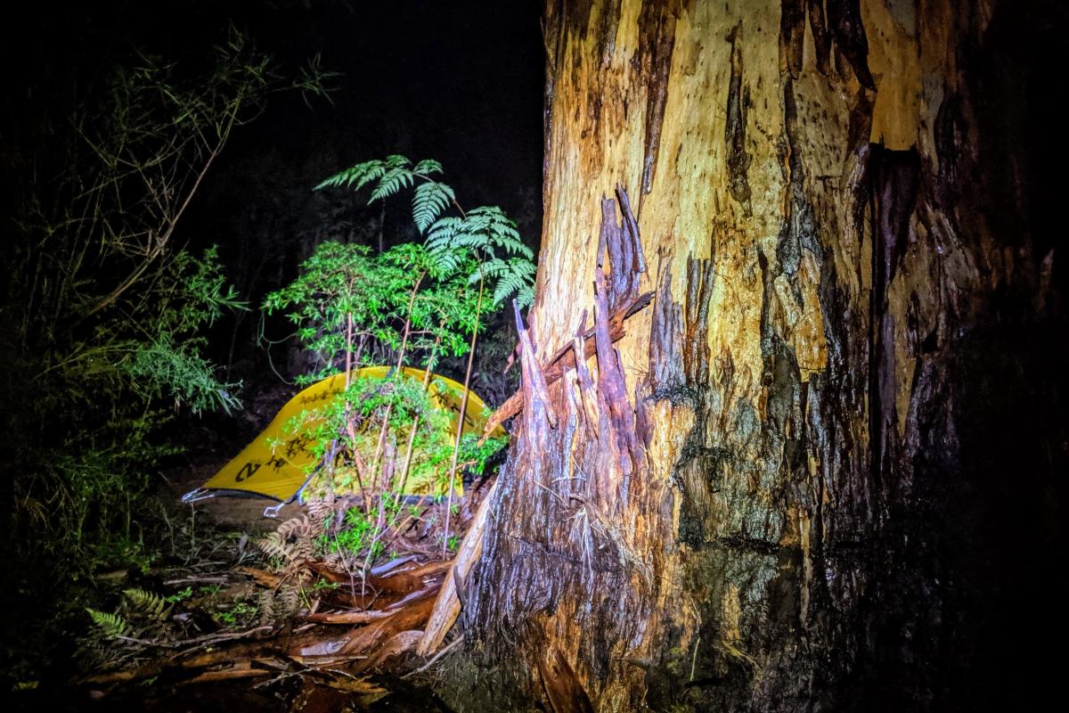 Mid-winter camping in the Karri forest at Warren Campground